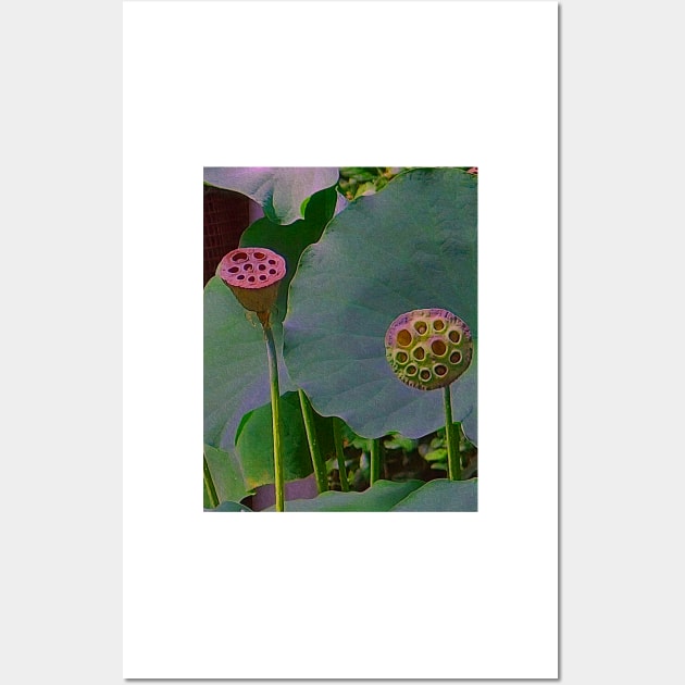 Alchemia, Lotus Seed heads (Just the Two of Us) Wall Art by Alchemia